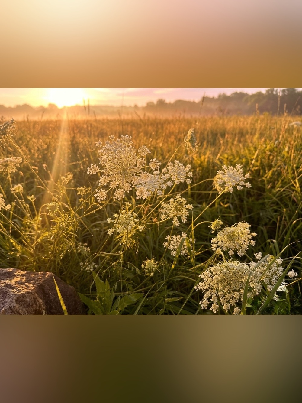 Queen Anne's Lace Floral Photography Print — White Floral Wall Art